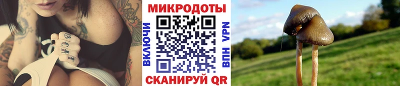 купить наркоту  Багратионовск  Галлюциногенные грибы MAGIC MUSHROOMS 